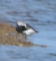 Black-bellied Plover - ML642319916