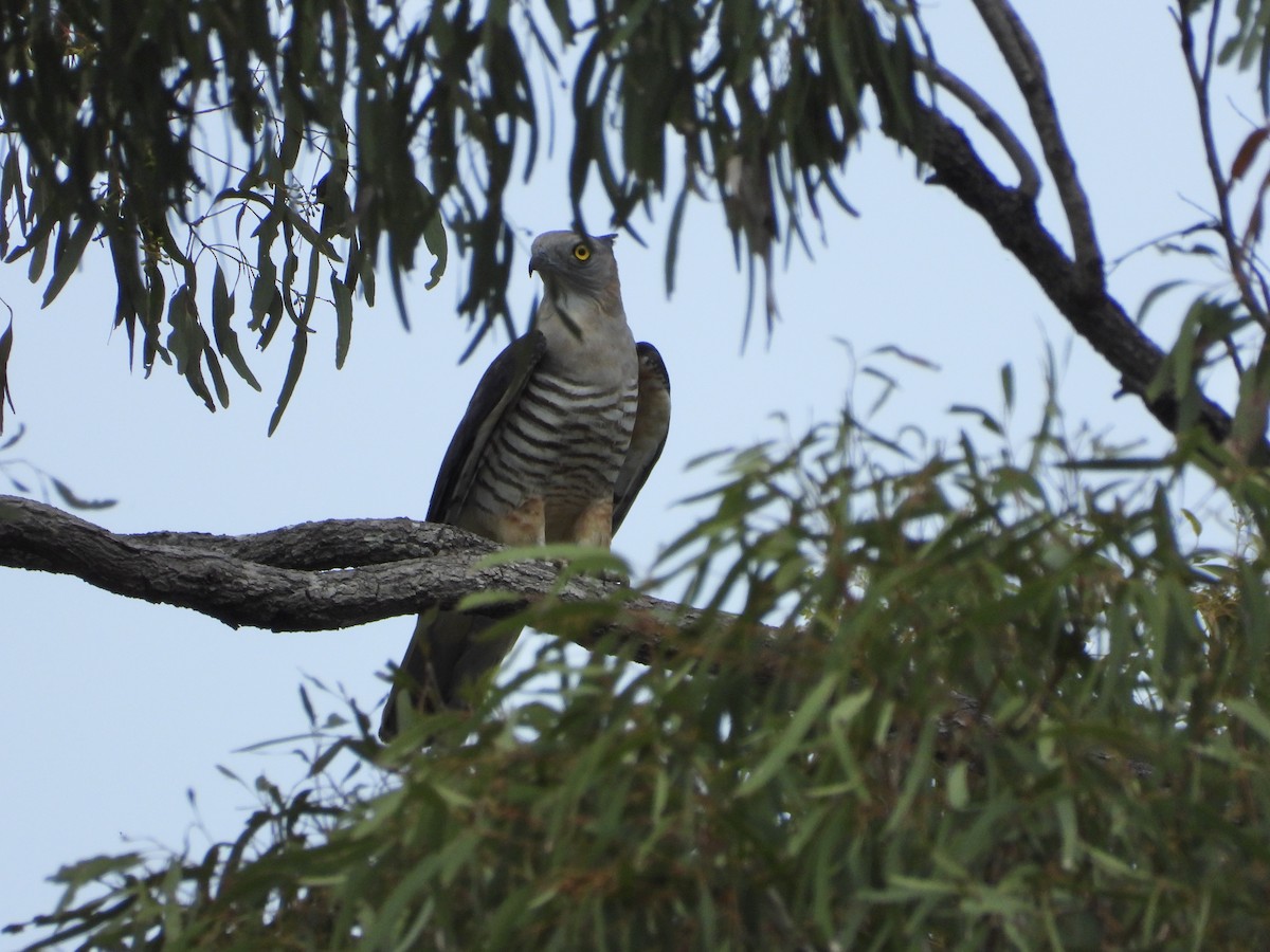 Pacific Baza - ML642319917