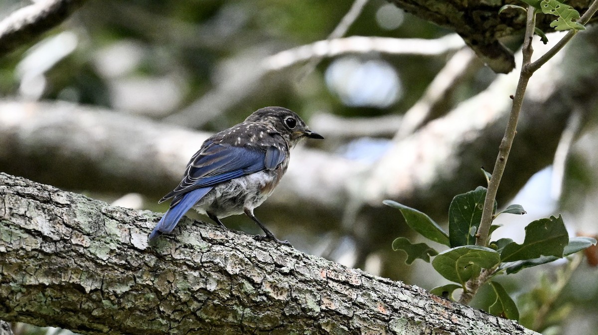 Eastern Bluebird - ML642319918