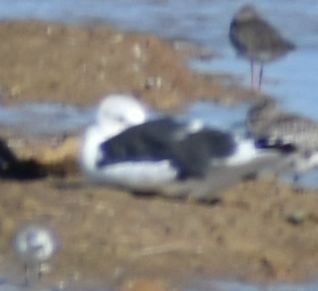Lesser Black-backed Gull - ML642319919