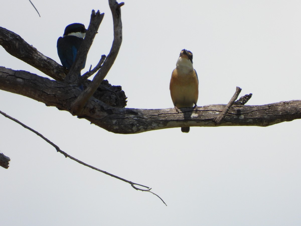 Sacred Kingfisher - ML642319920