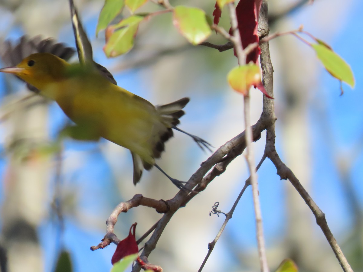 Prothonotary Warbler - ML642319921