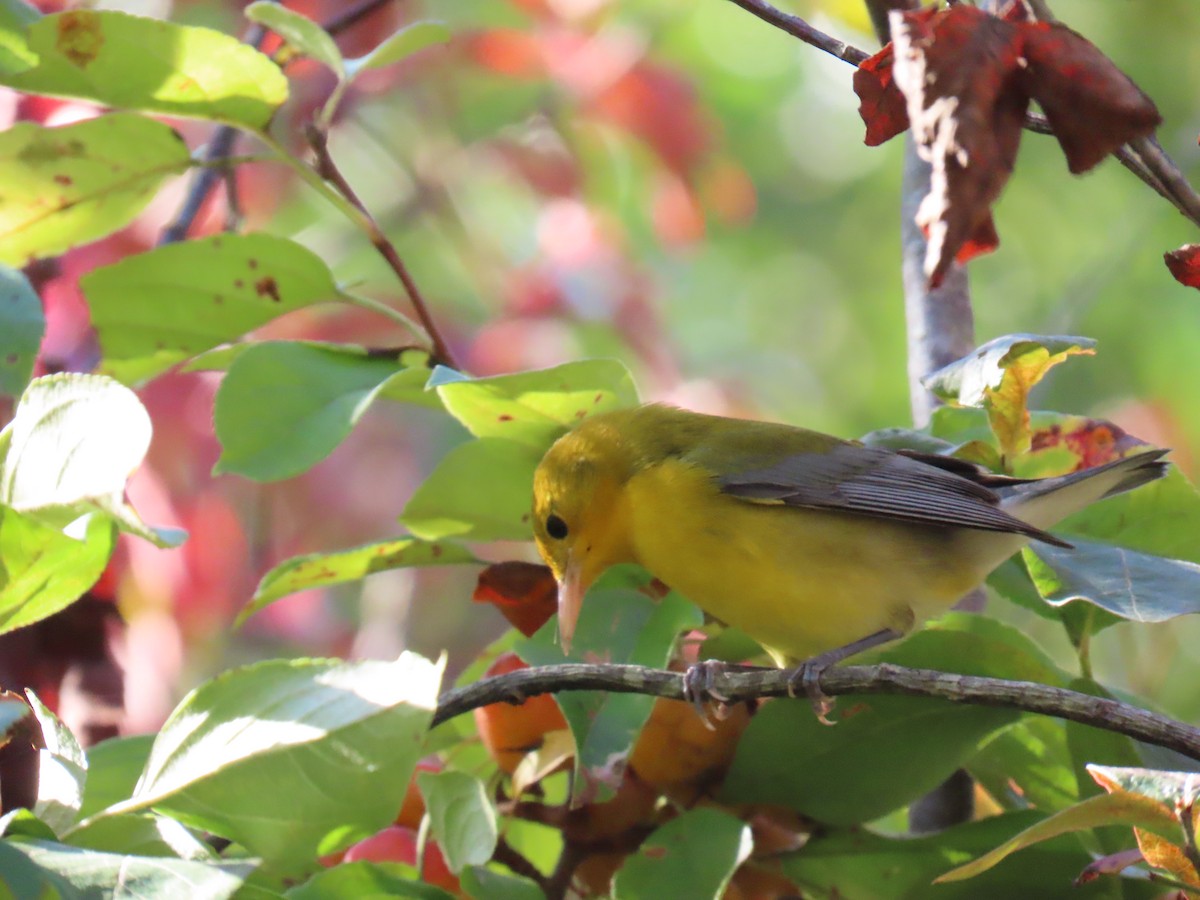 Prothonotary Warbler - ML642319922