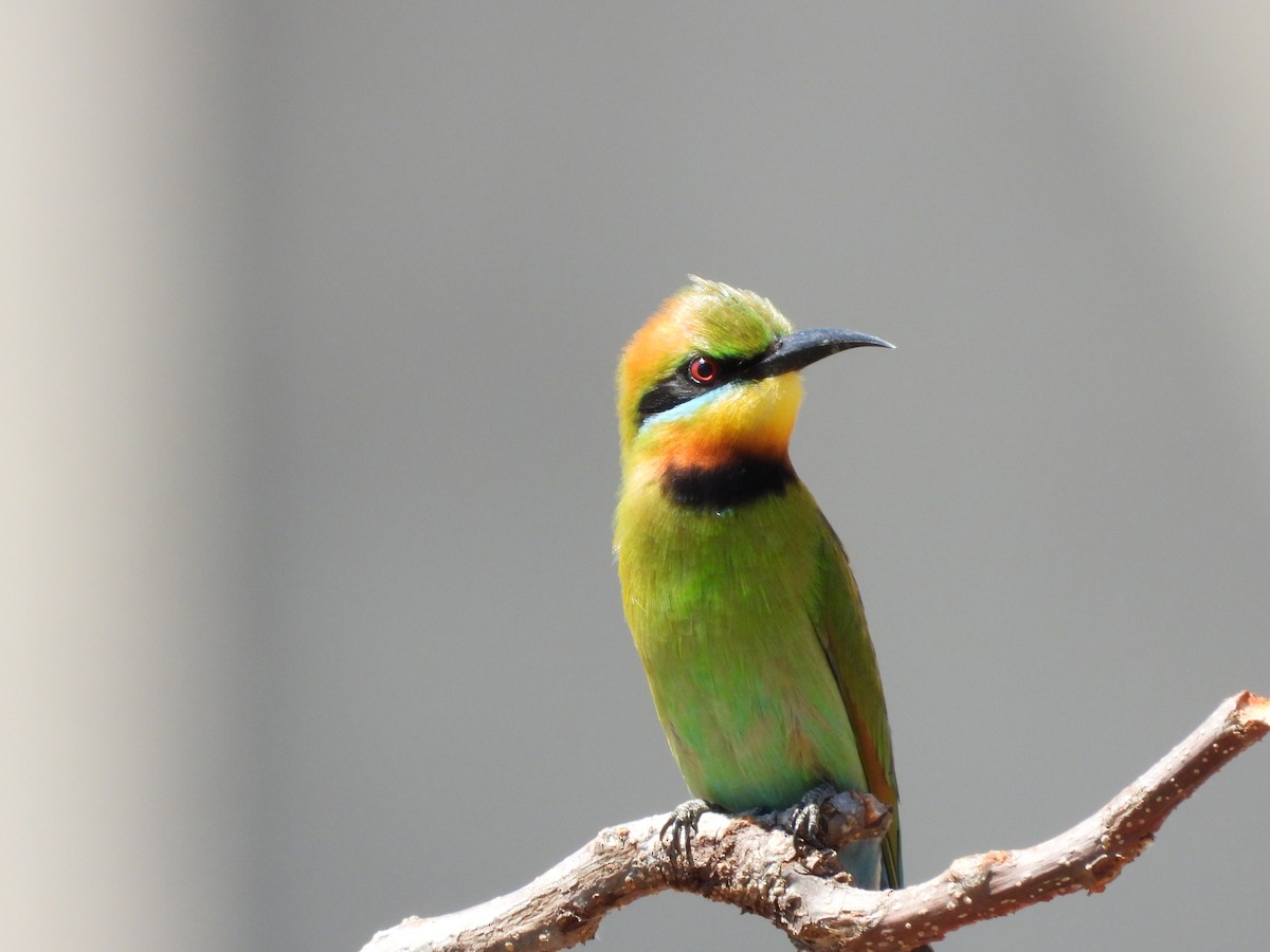 Rainbow Bee-eater - ML642319923