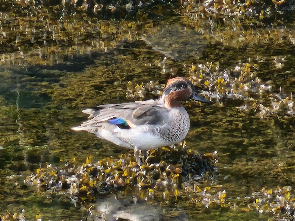 Green-winged Teal (Eurasian) - ML642319924