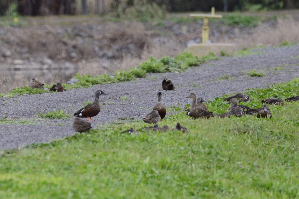 Australasian Shoveler - ML642319927