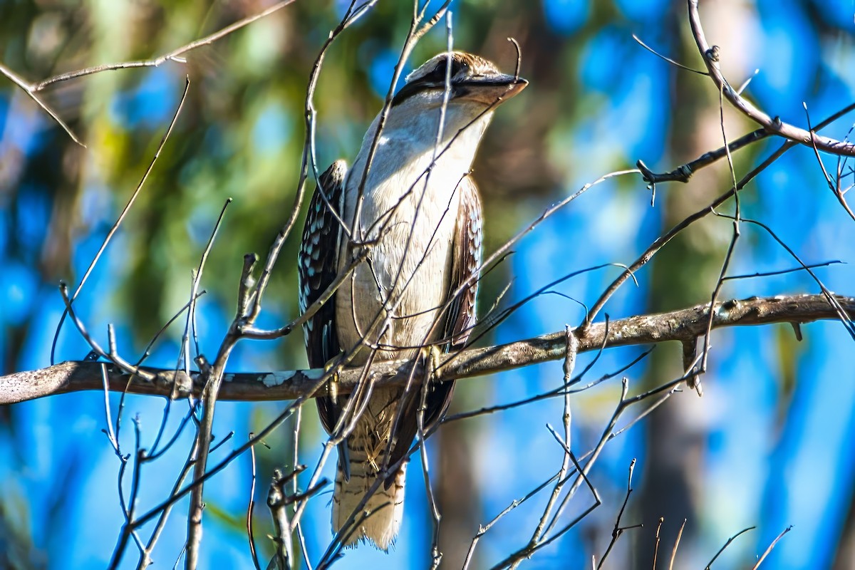 Laughing Kookaburra - ML642319928
