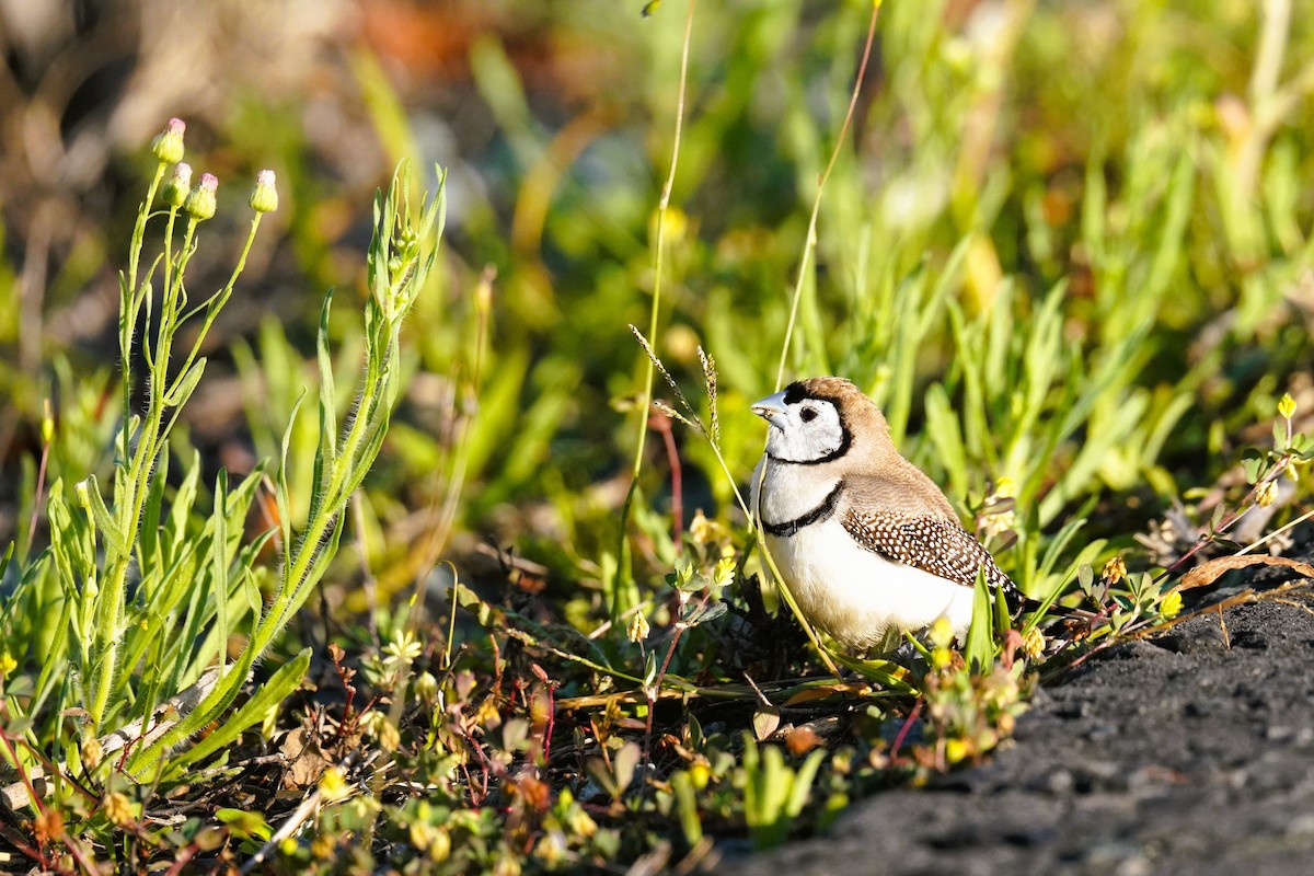 Double-barred Finch - ML642319929
