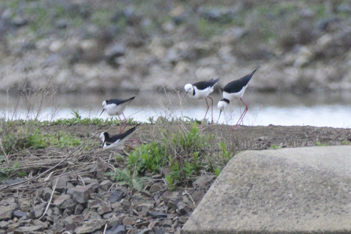 Pied Stilt - ML642319931