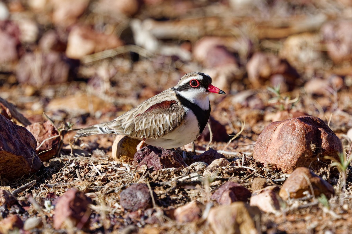 Black-fronted Dotterel - ML642319934