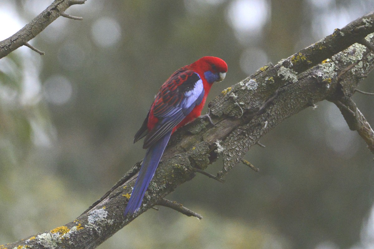 Crimson Rosella - ML642319935