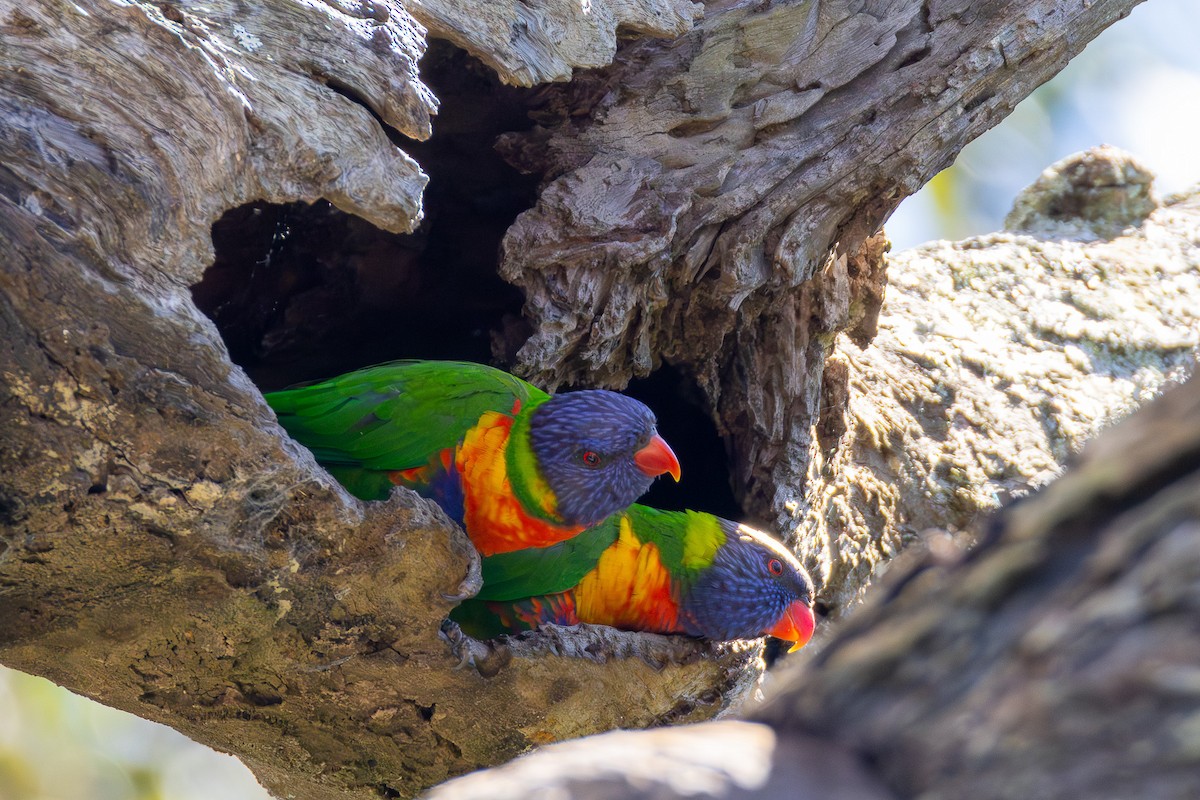 Rainbow Lorikeet - ML642319943