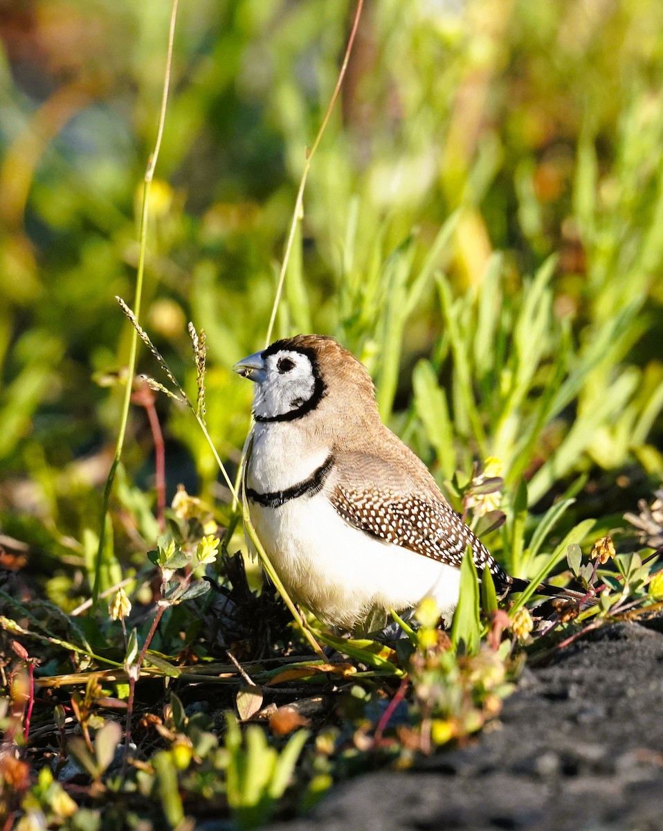 Double-barred Finch - ML642319944