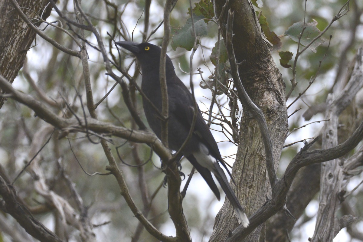 Pied Currawong - ML642319947