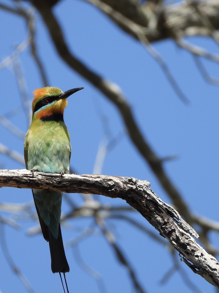Rainbow Bee-eater - ML642319948