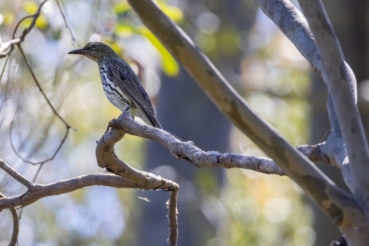 Olive-backed Oriole - ML642319958