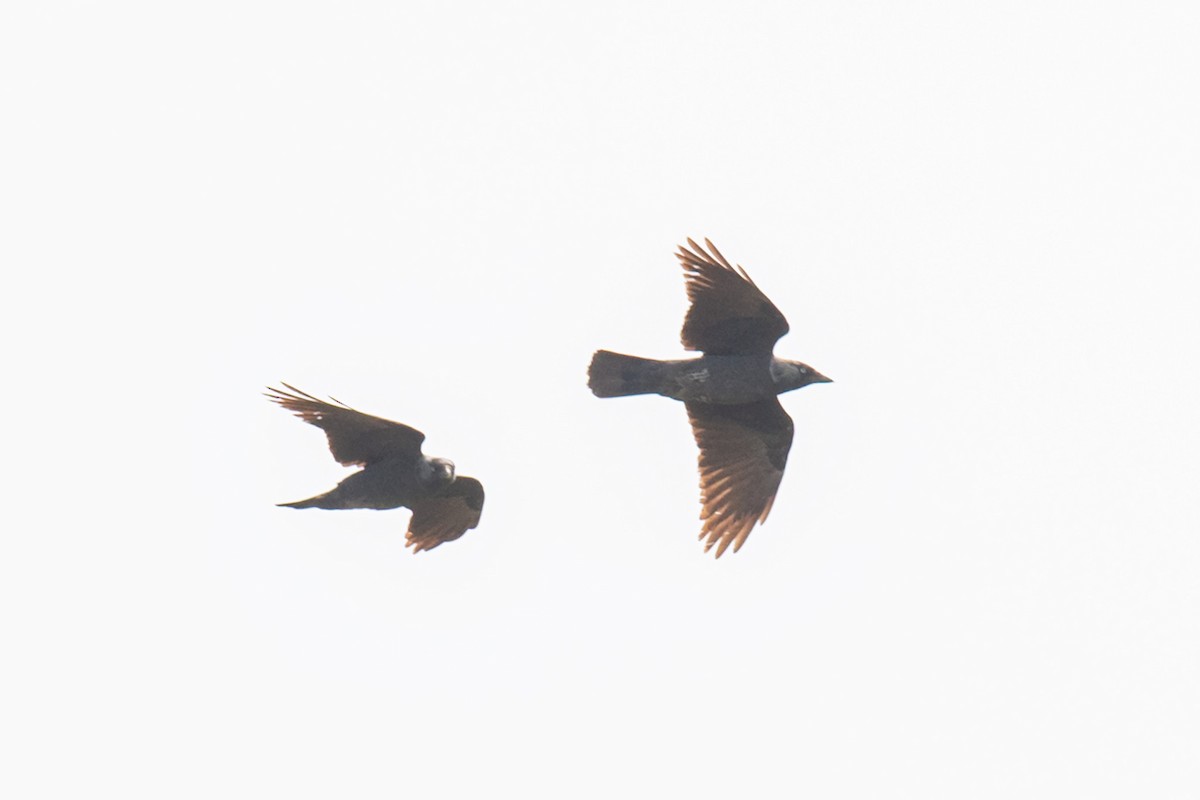 Eurasian Jackdaw - ML642320070