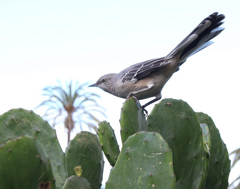 Northern Mockingbird - ML642320085