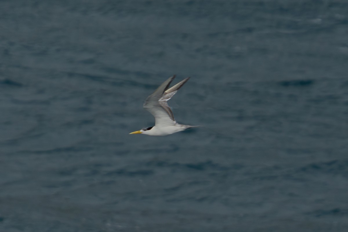 Хохлатая крачка - ML642320112