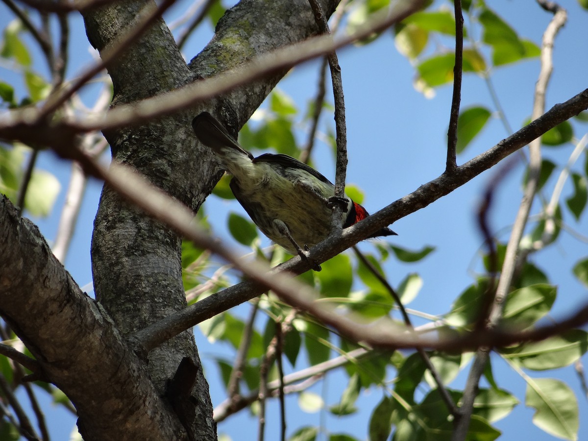 Black-collared Barbet - ML642320131