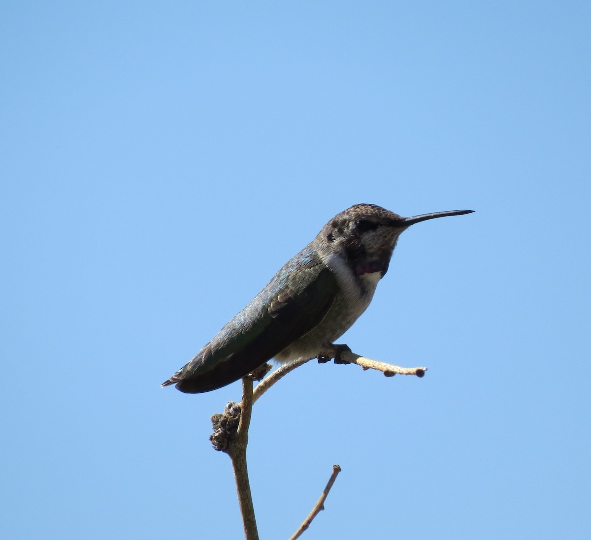 Colibri de Costa - ML642320153