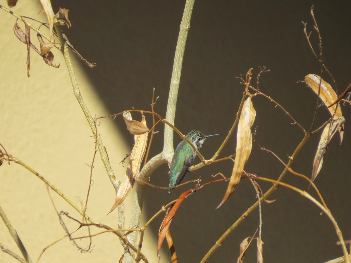 Colibri de Costa - ML642320154