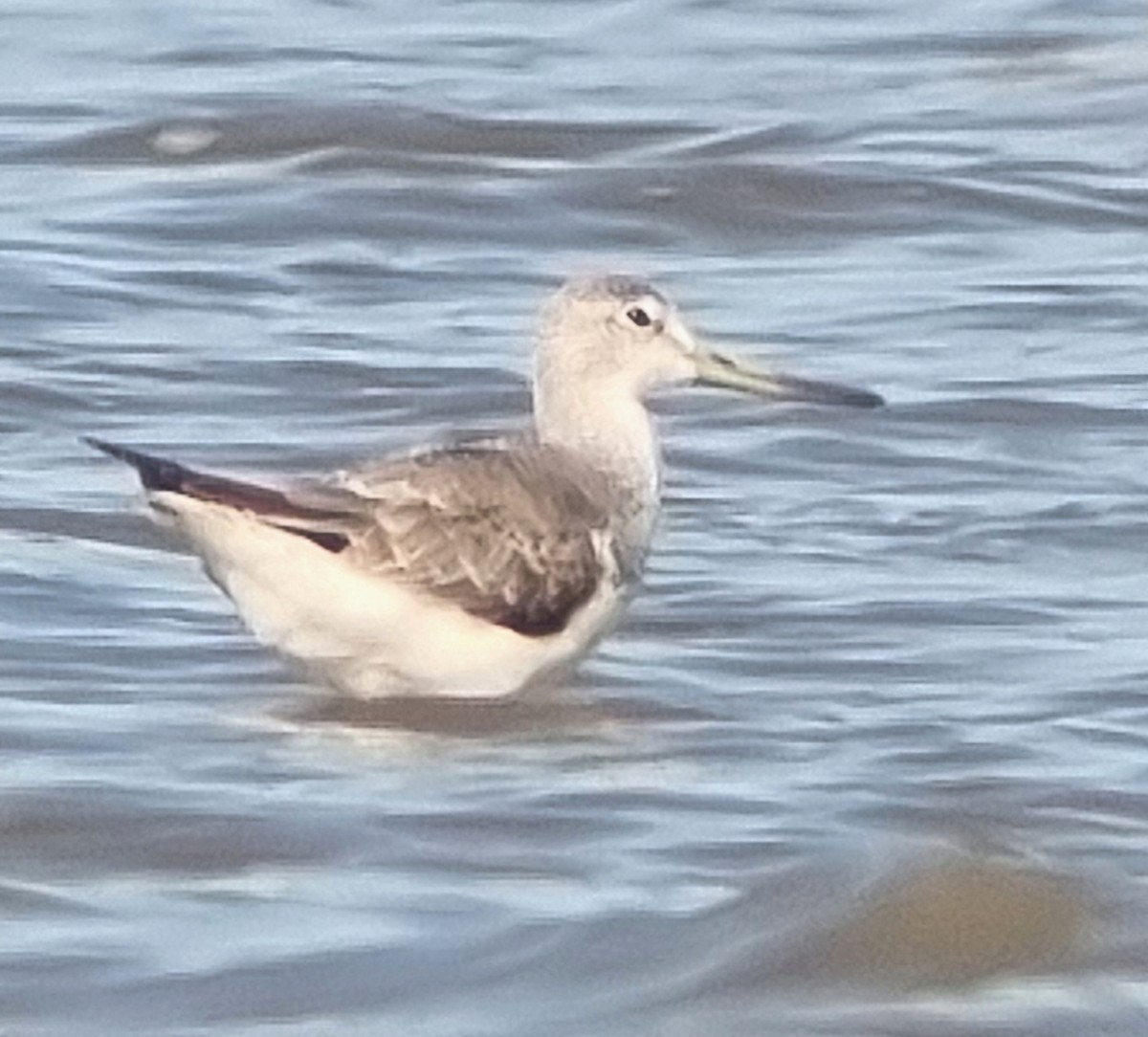 sakhalinsnipe - ML642320155