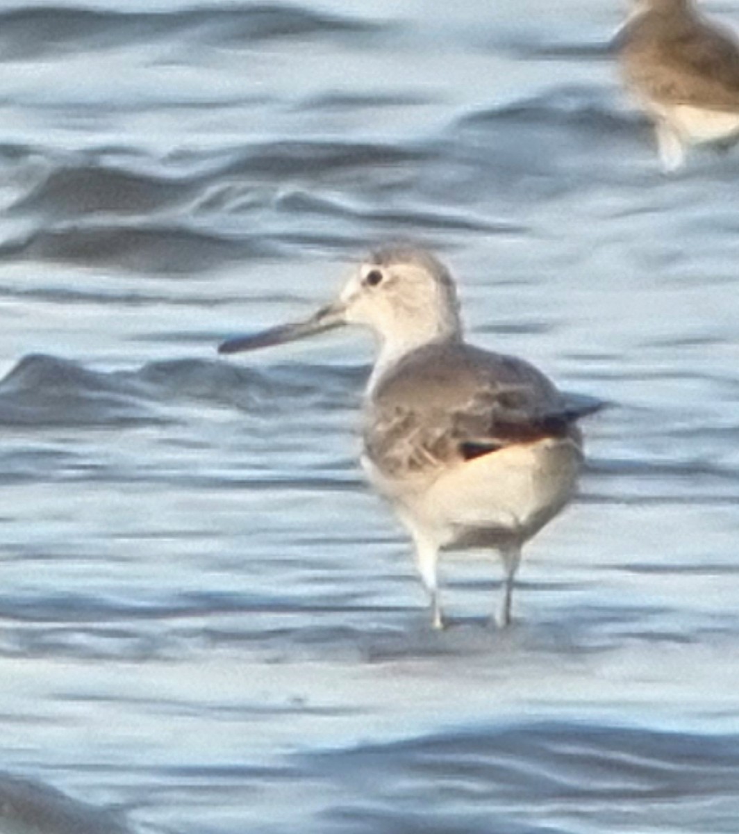 sakhalinsnipe - ML642320156