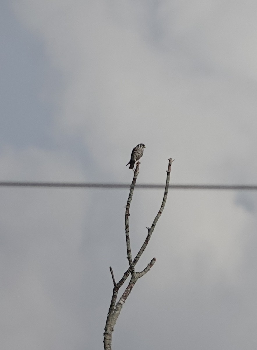 American Kestrel - ML642320163