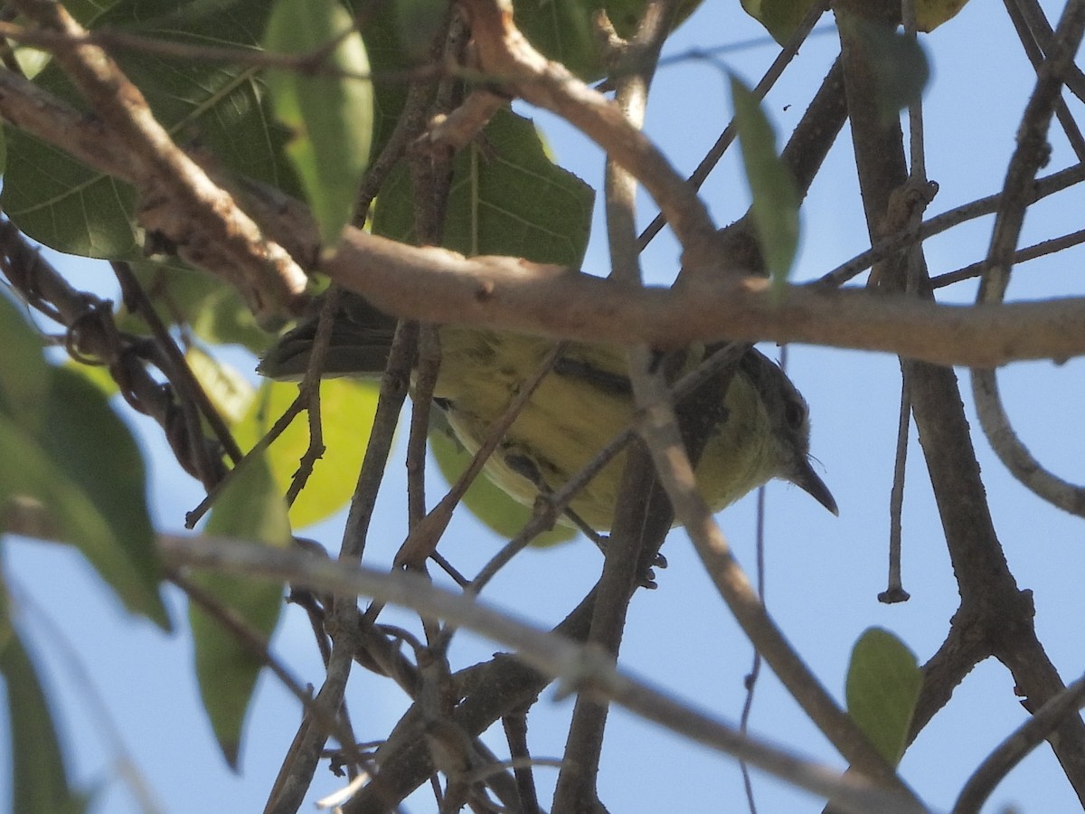 Fairy Gerygone - ML642320179