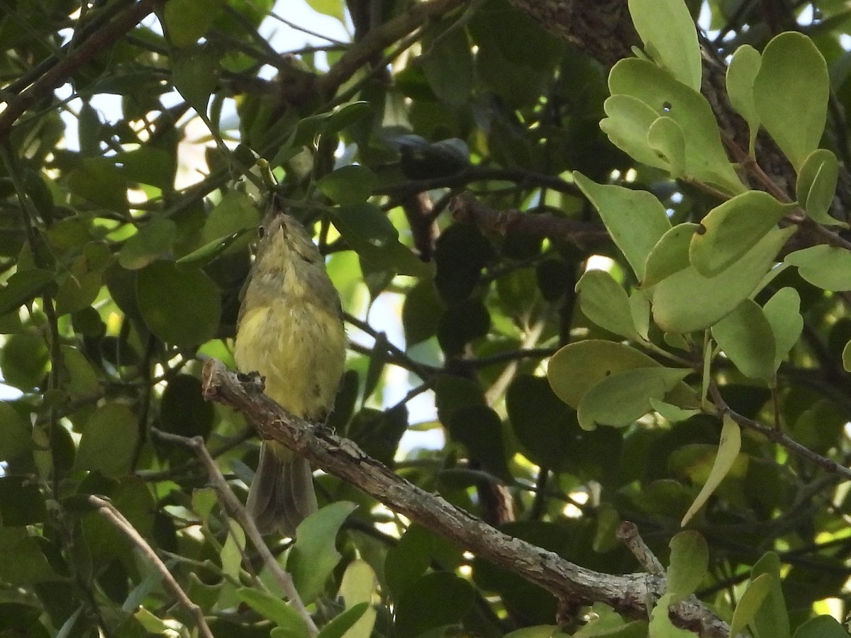 Fairy Gerygone - ML642320180