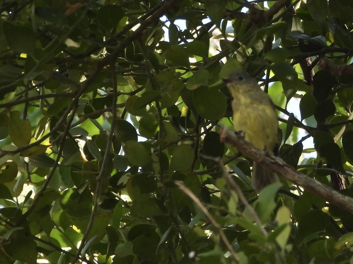 Fairy Gerygone - ML642320181