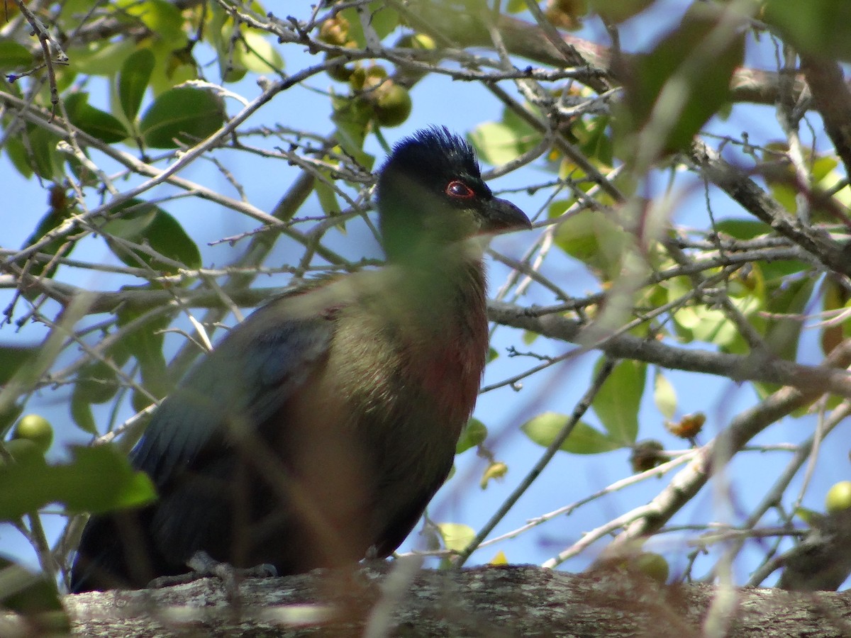Purple-crested Turaco - ML642320183