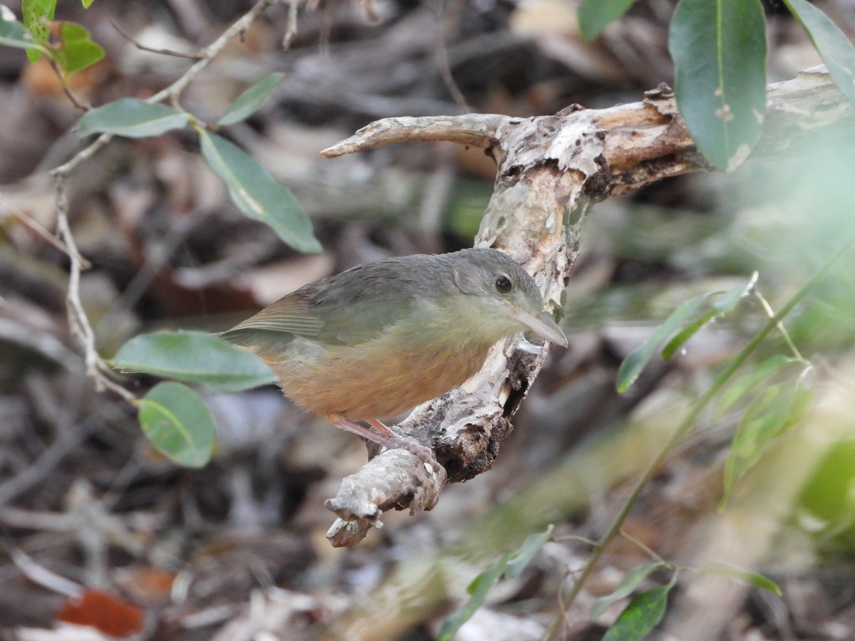Rufous Shrikethrush - ML642320220