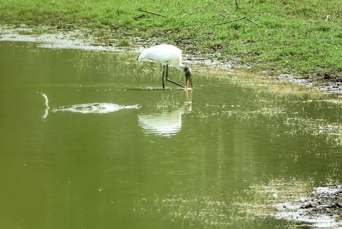 Wood Stork - ML642320233