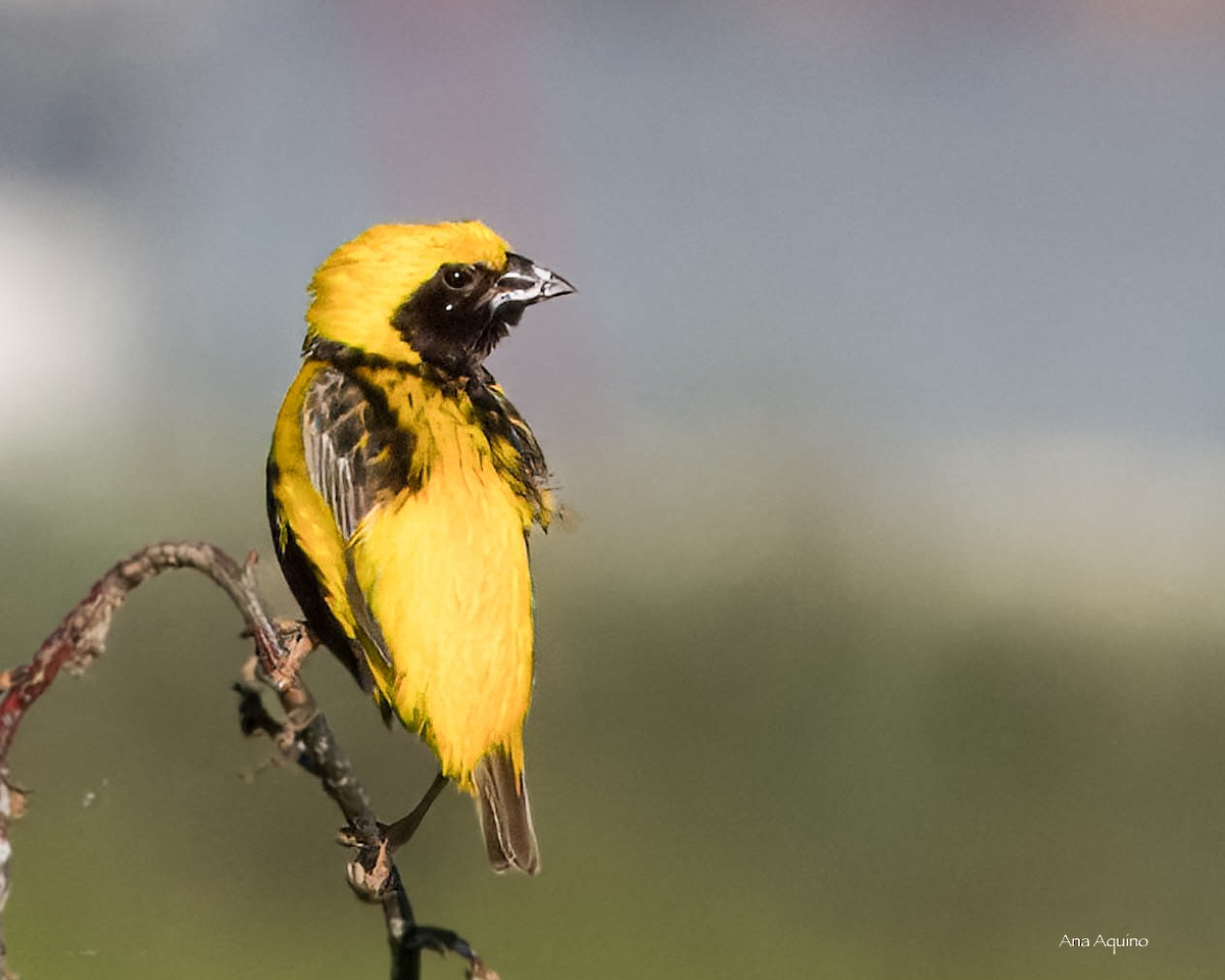 Yellow-crowned Bishop - ML642320252