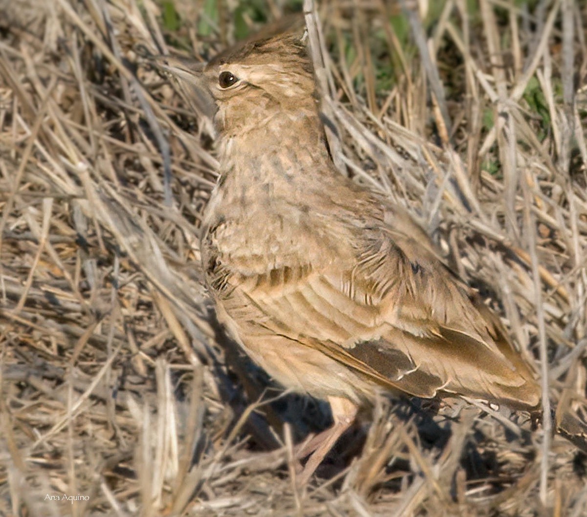 Crested Lark - ML642320273
