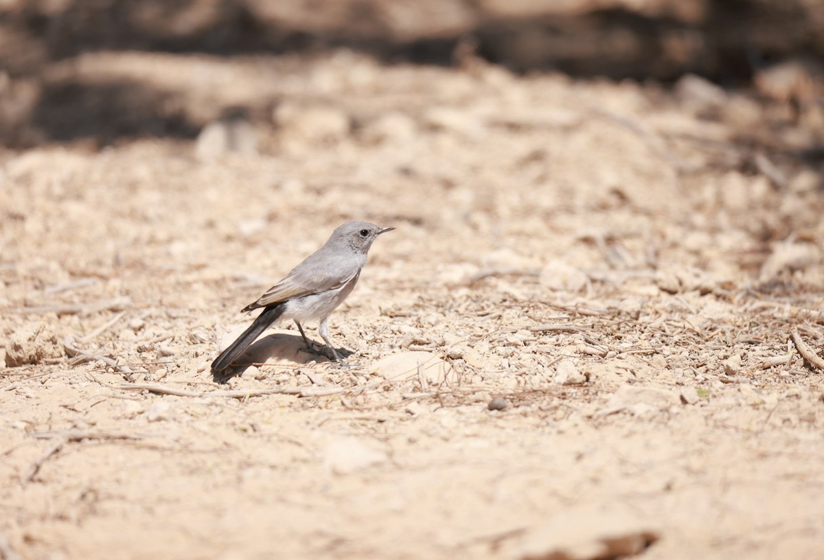 Blackstart - ML642320355