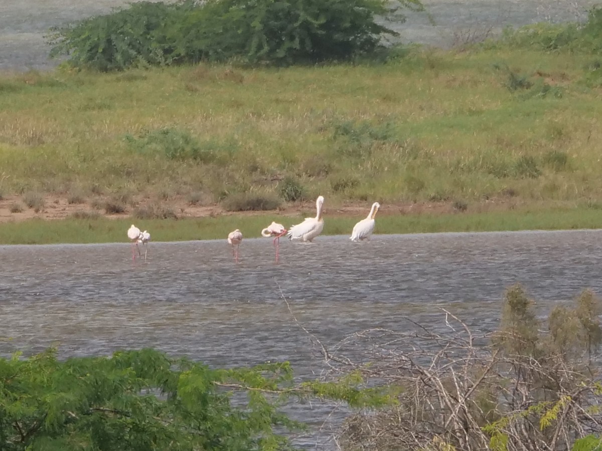 Greater Flamingo - ML642320371