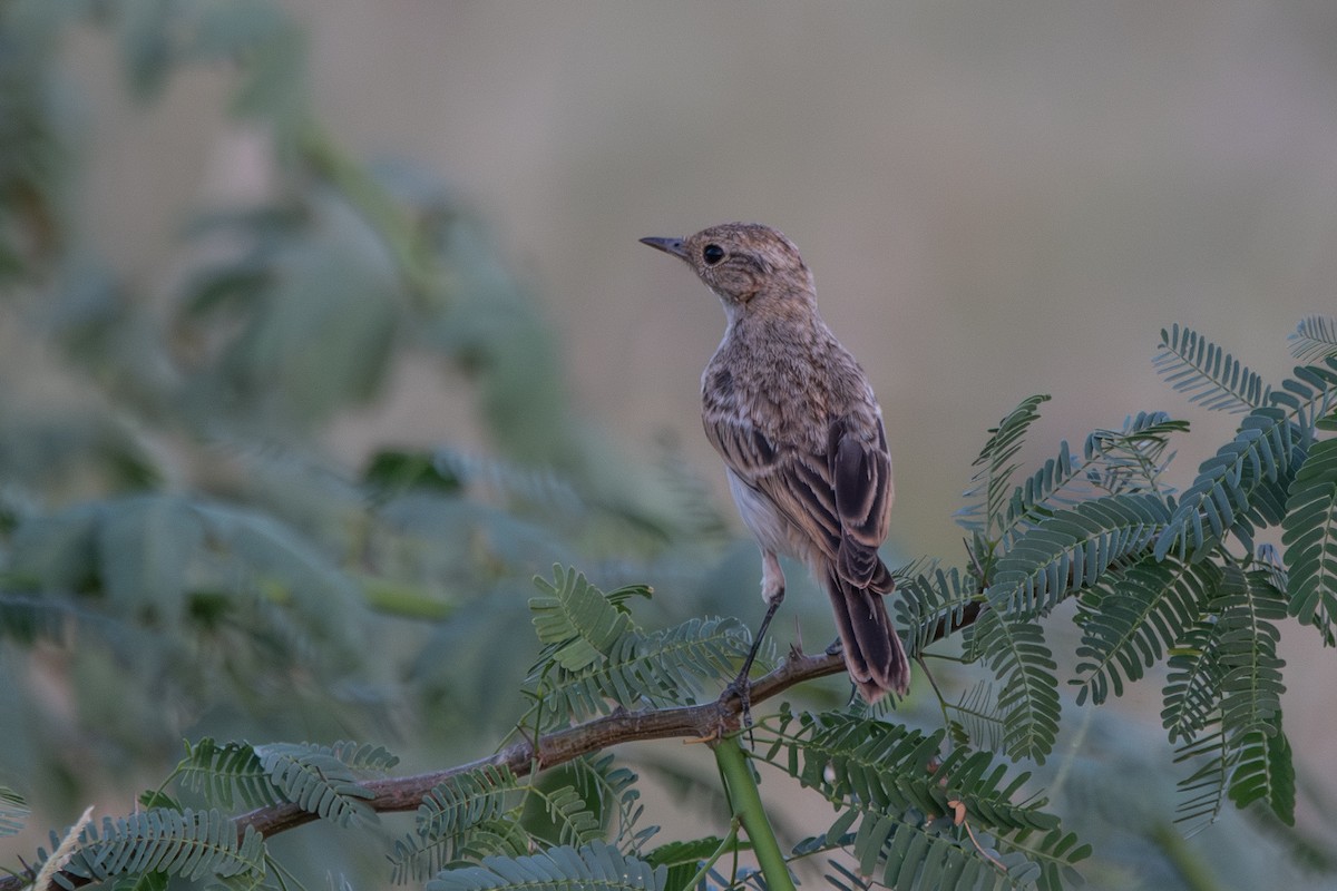 White-browed Bushchat - ML642320379