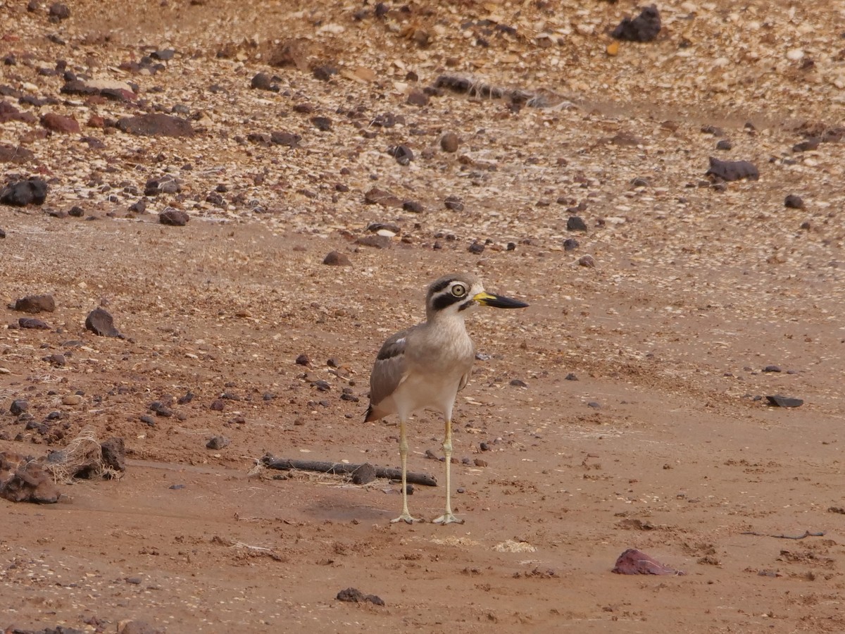 Great Thick-knee - ML642320414