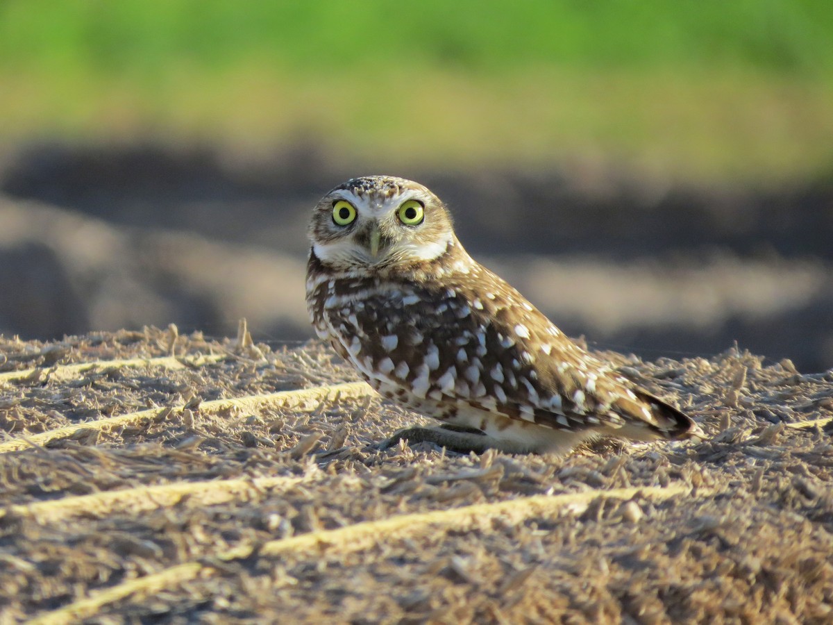 Burrowing Owl - ML642320429