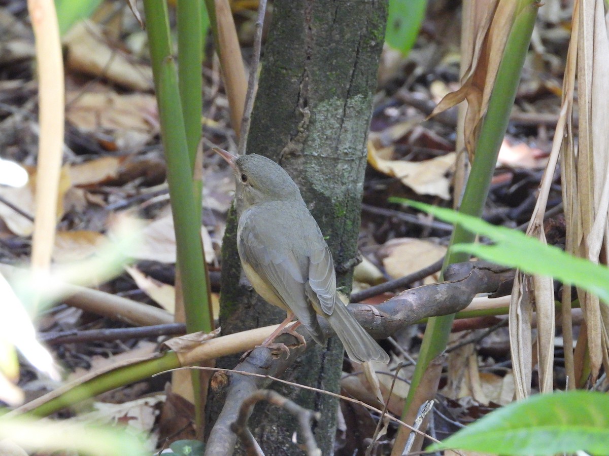 Rufous Shrikethrush - ML642320432