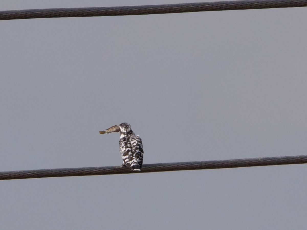 Pied Kingfisher - ML642320443