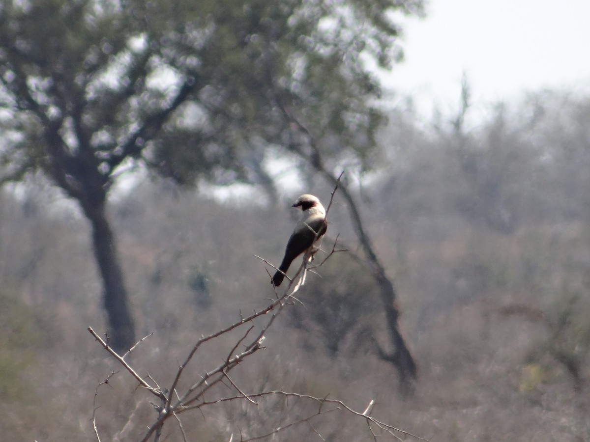 White-crowned Shrike - ML642320461