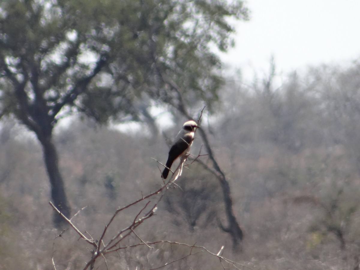 White-crowned Shrike - ML642320462