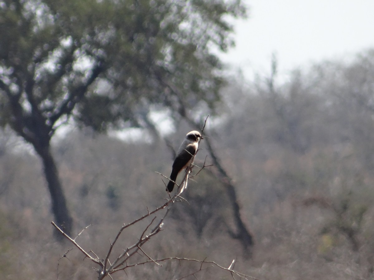 White-crowned Shrike - ML642320463