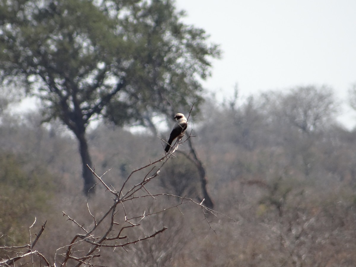 White-crowned Shrike - ML642320464