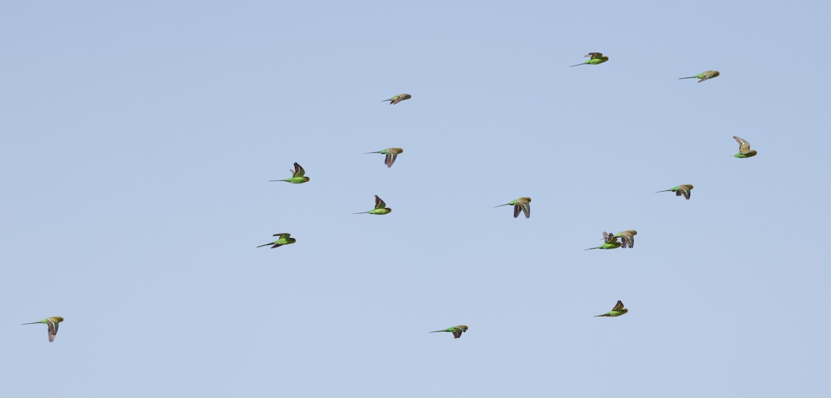 Budgerigar - ML642320498
