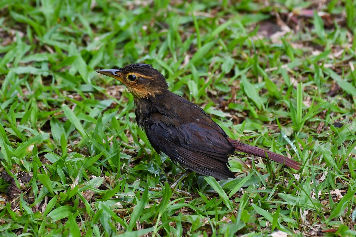 Fawn-throated Foliage-gleaner - ML642320561